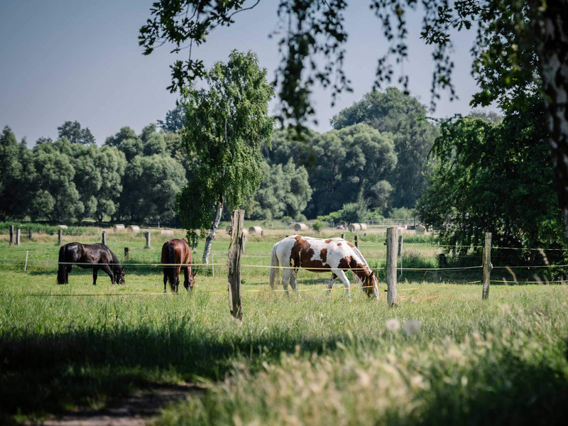 Foto einer Pferdekoppel in der Nähe des Neubauprojektes Ahrensfe